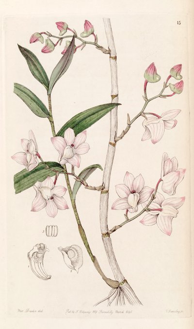 Dendrobium aduncum by Miss Drake